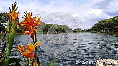 the beauty of yellow flowers at the duta kenanga lake, bekasi, indonesia Stock Photo