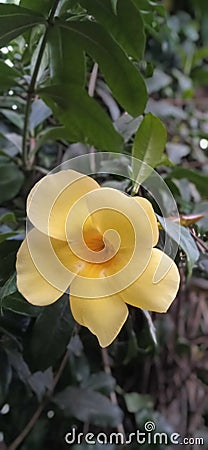 The beauty of the Yolanda flower with its bright yellow color when it blooms Stock Photo