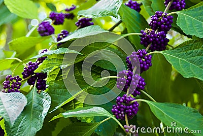 Beautyberry bush closeup Stock Photo