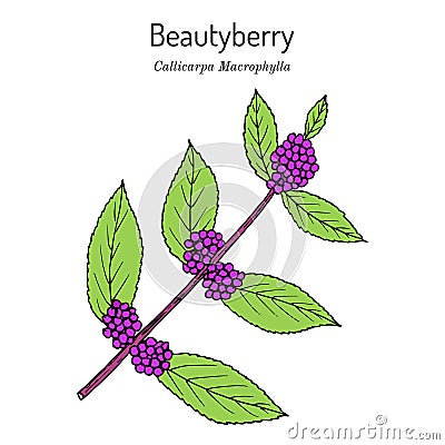 Beautyberry Callicarpa macrophylla , medicinal plant Vector Illustration