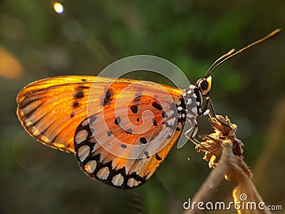 Beautyful butterfly isolated on blurred background.insect,animal,fauna Stock Photo
