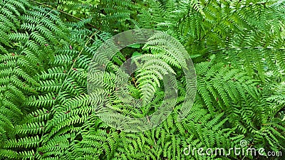 Beautyful ferns leaves background. Stock Photo