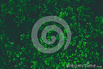 Beautyful ferns leaves green foliage natural fern. Stock Photo