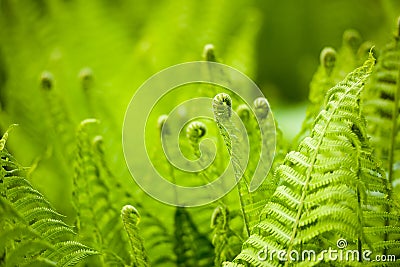 Beautyful ferns leaves green foliage natural floral fern background in sunlight. Stock Photo