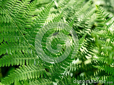 Beautyful ferns leaves green foliage Stock Photo