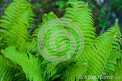 Beautyful ferns leaves green foliage natural floral fern background in sunlight. Stock Photo