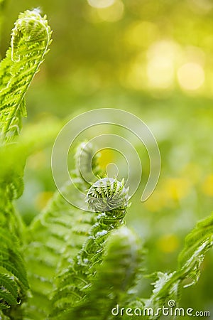 Beautyful ferns leaves green foliage natural floral fern background in sunlight. Stock Photo