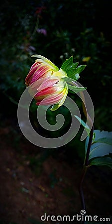 Beautyful flower in sri lanka Stock Photo