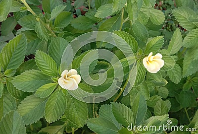 BEAUTYFUL FLOWER OF WHITE COLOUR WITH GREEN LEAVES Stock Photo