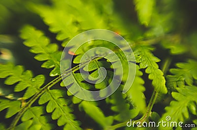 Beautiful green ferns leaves on the black background Stock Photo