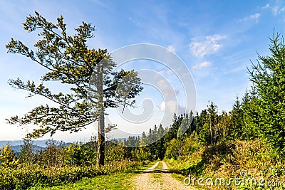 Beautyful lane in Blackforest Stock Photo