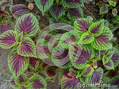 Beautyful miana plant Stock Photo