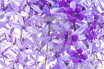 Beautiful purple wreath vine flower on blurred background Stock Photo