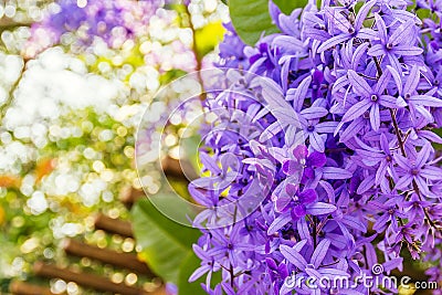 Beautiful purple wreath vine or queen`s wreath vine flower on bl Stock Photo