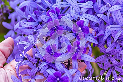 beautiful purple wreath vine or queen`s wreath vine flower on ha Stock Photo