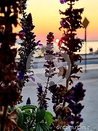 Beautyful sunset and flowers Stock Photo