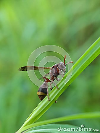 Beautyful washp isolated on blurred background.insect,animal,fauna Stock Photo