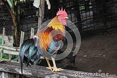 Beautyfull red chicken, wild chicken, chichen in asia Red Junglefowl Stock Photo