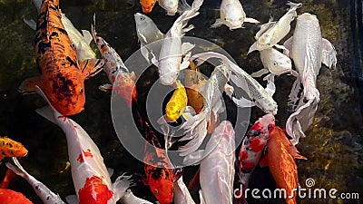 Beaux poissons de koi clips vidéos Beaux poissons de koi clips vidéos