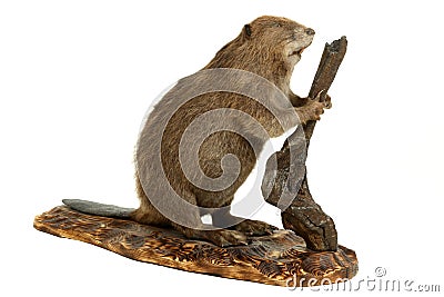 Beaver. Stock Photo