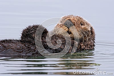 The beaver Stock Photo