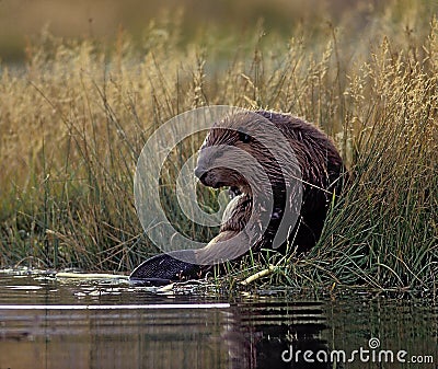 Beaver Stock Photo