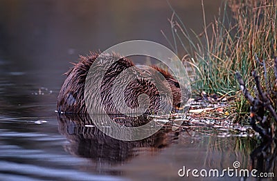 Beaver Stock Photo