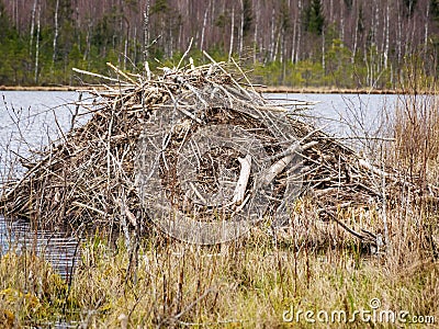 Beaver branch hut on the lake shore, bog landscape in spring, bog texture, bog trees Stock Photo