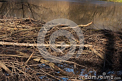 Beaver building a dam Stock Photo