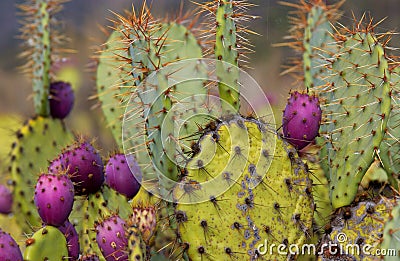 Beaver cactus Stock Photo