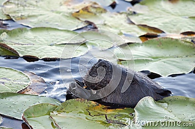 Beaver Stock Photos. Head close-up profile view. Lily pads background and foreground. Image. Picture. Portrait Stock Photo