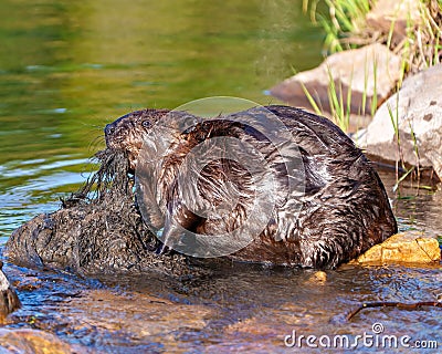 Beaver Photo and Image. Close-up side view, building a beaver dam for protection, carrying mud with its mouth and fore-paws in Stock Photo
