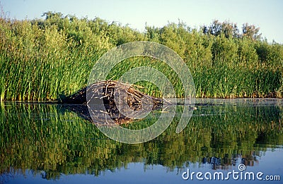 Beaver Dam Reflection Lake Marsh Stock Photo