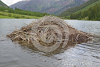 Beaver dam in a lake in the mountains Stock Photo