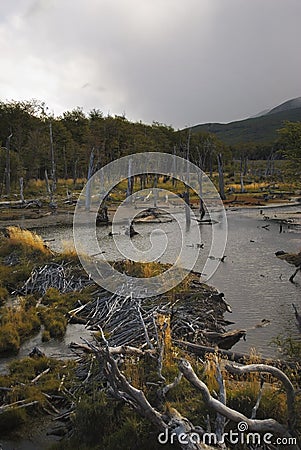 Beaver dam in a river with beautiful coloration of the grass during golden hour Stock Photo