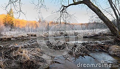 Beaver dam on a riverbed. River beaver Castor fiber - beaver family Castoridae. A sturdy structure in a river, a flooded forest. D Stock Photo