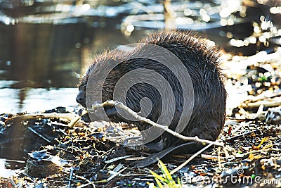 Beaver eating branches Stock Photo