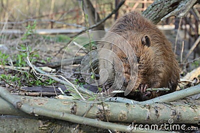 Beaver Eating Tree Bark Stock Photo
