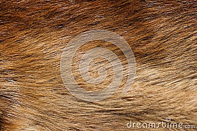 Beaver Fur Background Stock Photo