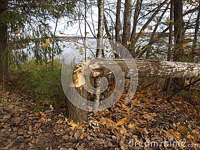 Beaver gnaw Stock Photo