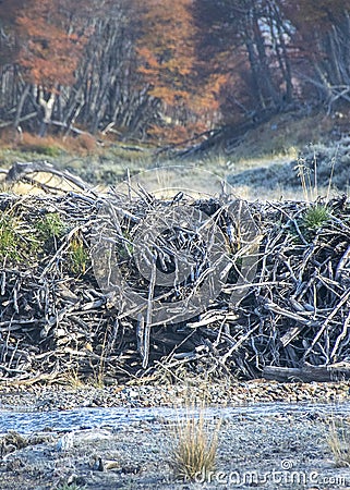 Beaver house, tierra del fuego, argentina Stock Photo