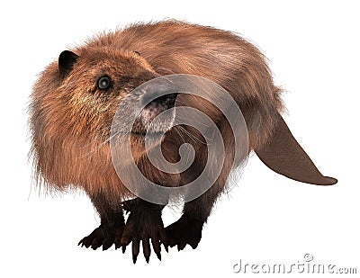Beaver isolated on white background 3d illustration Cartoon Illustration