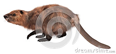 Beaver isolated on white background 3d illustration Cartoon Illustration