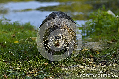 A beaver walking through the woods. Stock Photo