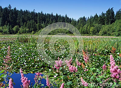 Beaver Lake, Stanley Park, Vancouver Stock Photo