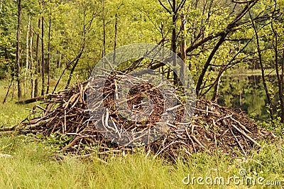 BEAVER LODGE Stock Photo