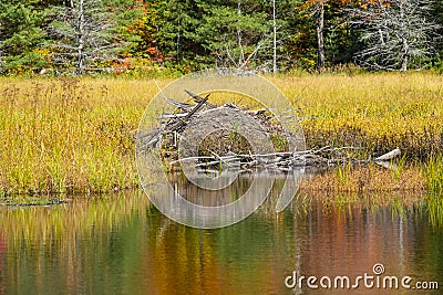 Beaver Lodge in a Beautiful Fall Setting #1 Stock Photo