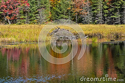 Beaver Lodge in a Beautiful Fall Setting #2 Stock Photo