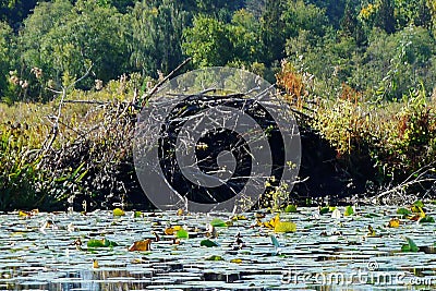 Beaver Lodge in Burnaby Lake Stock Photo