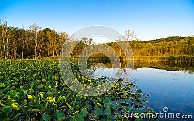 Beaver Marsh Stock Photo